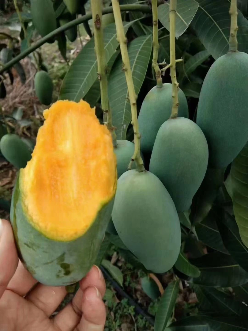 云南小青芒香甜软糯口感超级甜