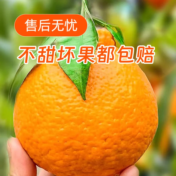 【福利】四川春见耙耙柑颗粒饱满果园直发现摘现发新鲜采摘粑粑正宗