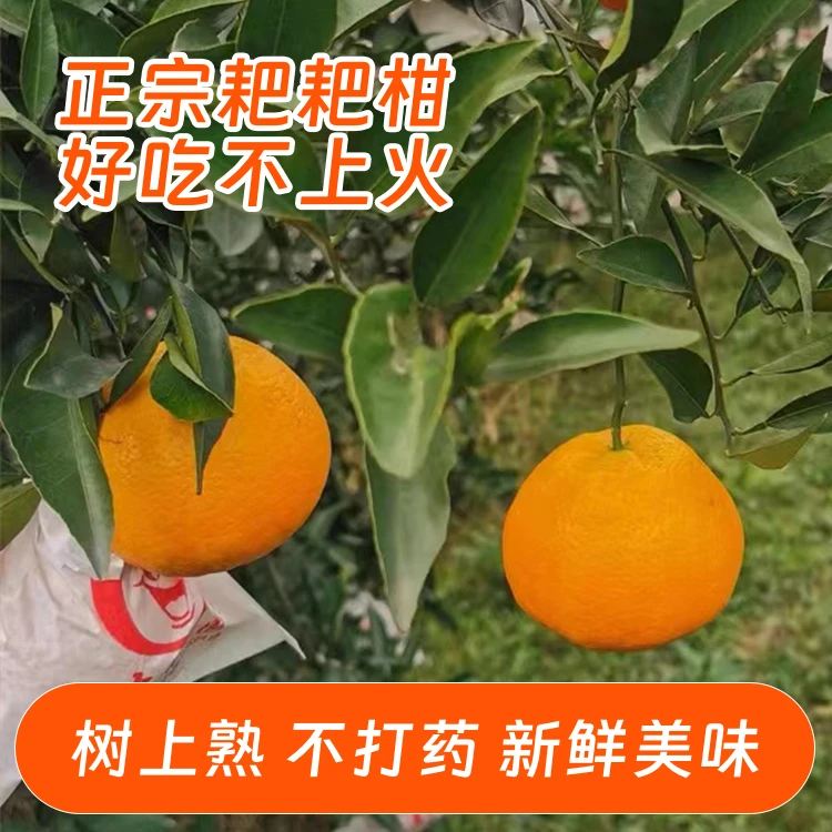 正宗春见耙耙柑颗粒饱满果园直发现摘现发新鲜采摘发货成熟现货甜