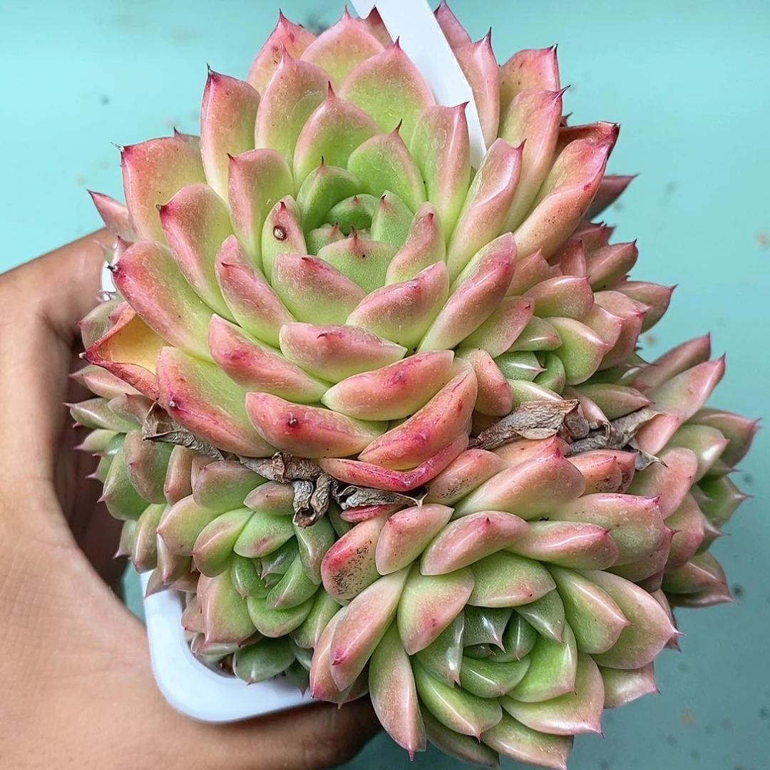 吃**女佳佳定向麦秆大群