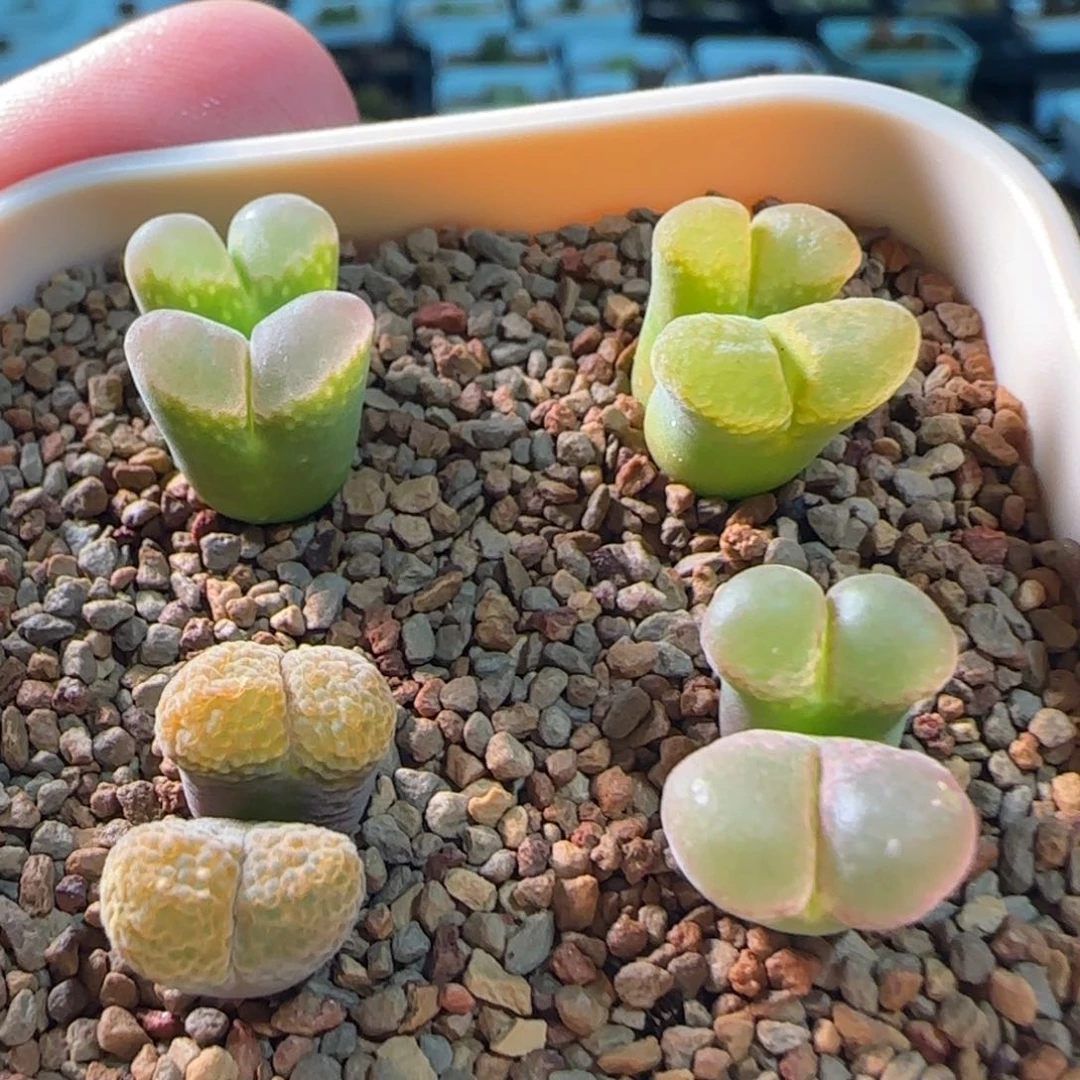 云缦多肉花园精品2.96精品组合