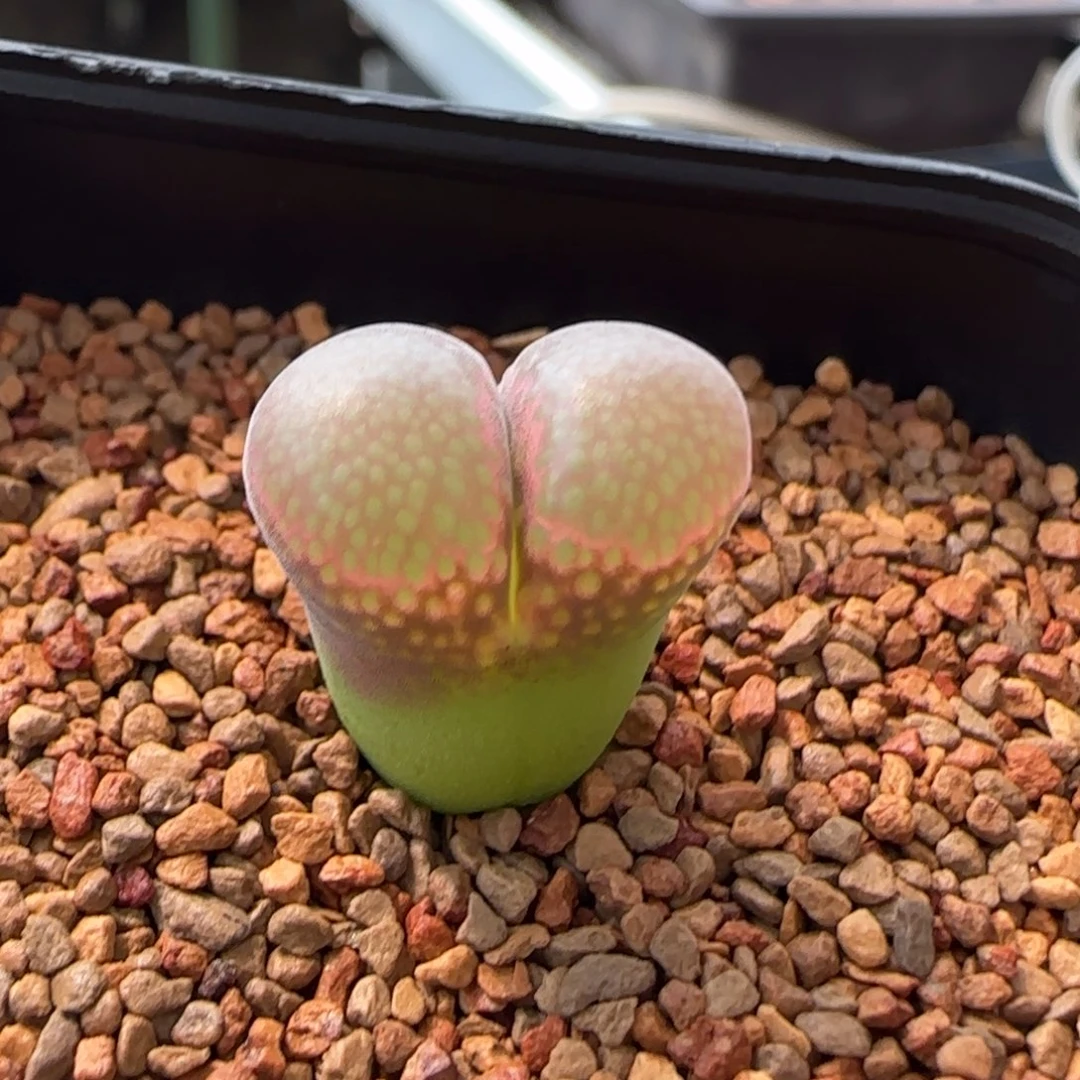 云缦多肉花园精品25.22日系原珠杨梅