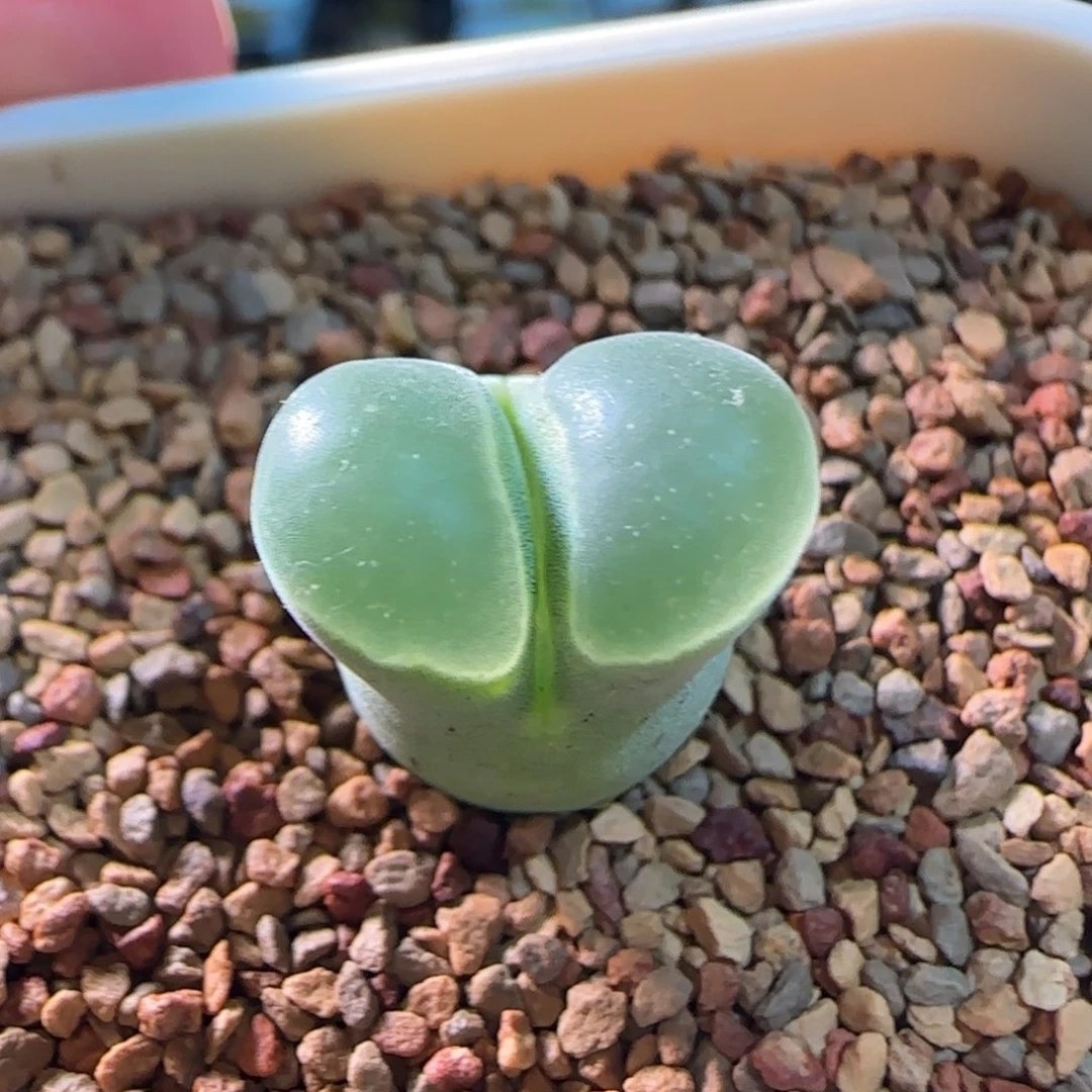 云缦多肉花园精品2.52紫体白窗 模特级