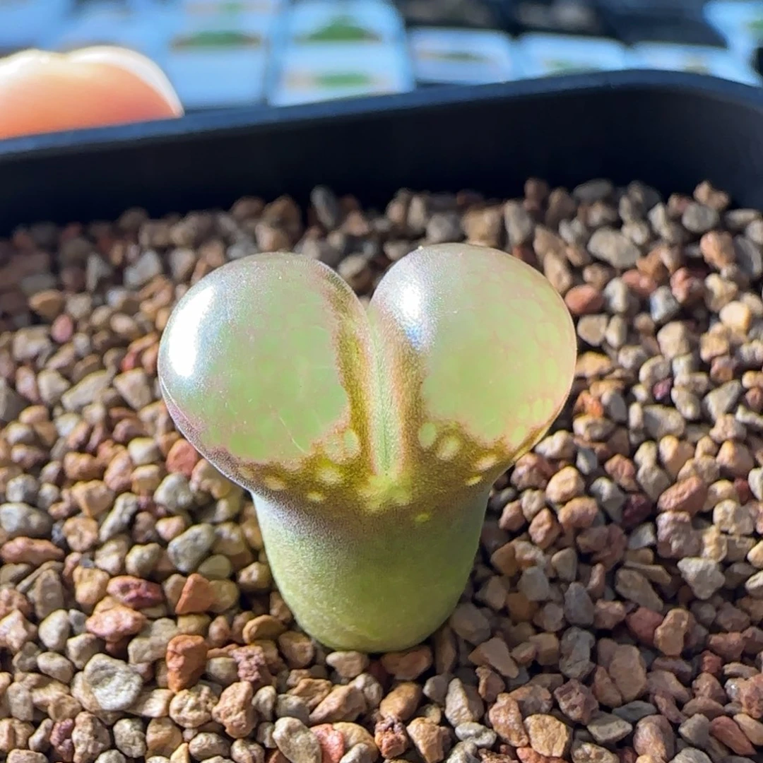 云缦多肉花园精品27.27小蛮腰体 蘑菇头特选