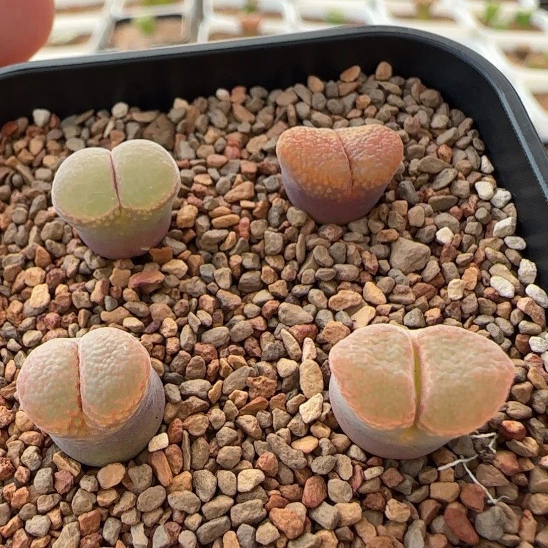 云缦多肉花园精品30.5精品组合