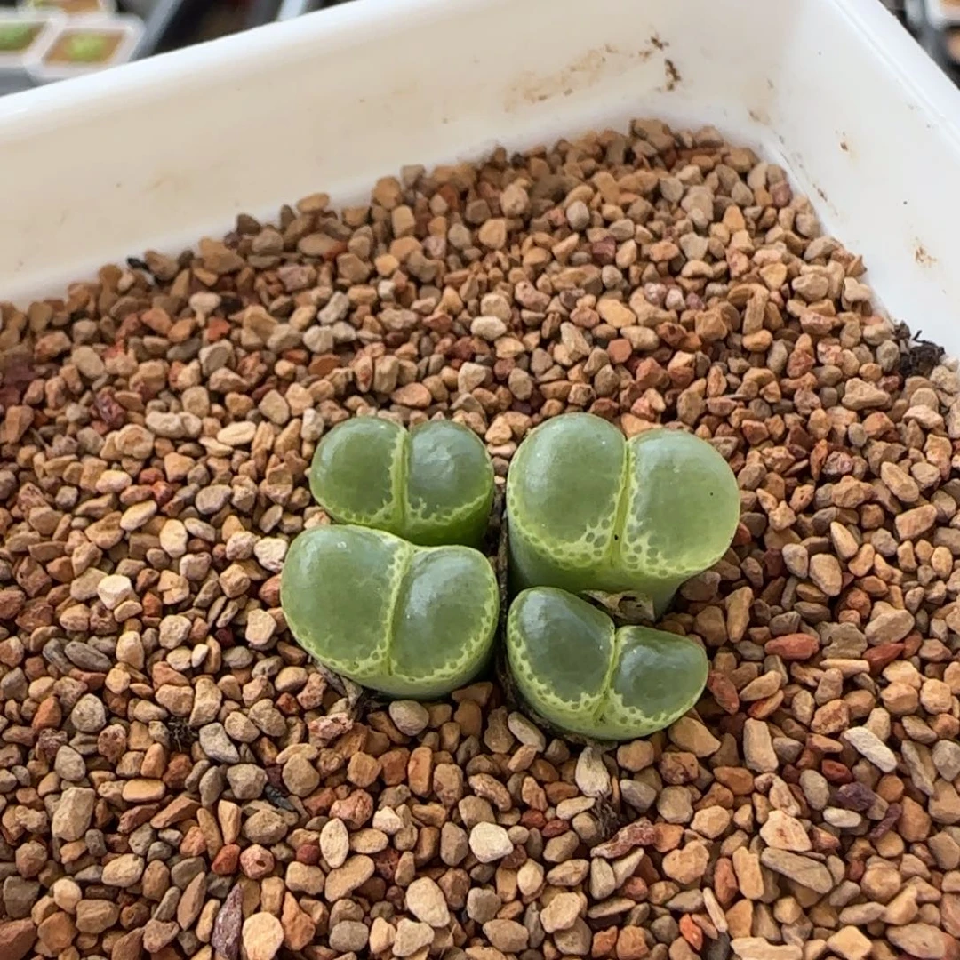 z****5云缦多肉花园精品17.23