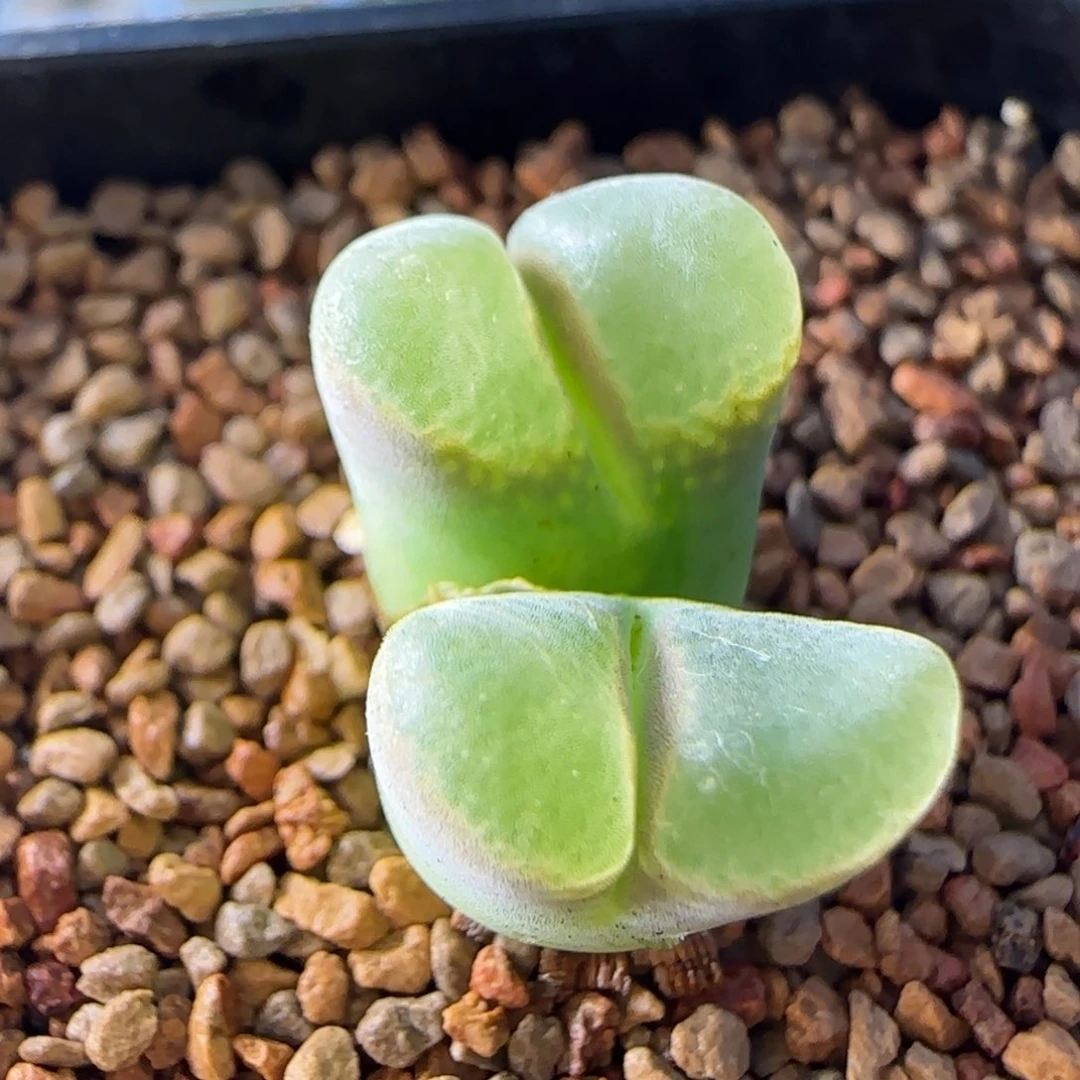 云缦多肉花园精品27.45唇印