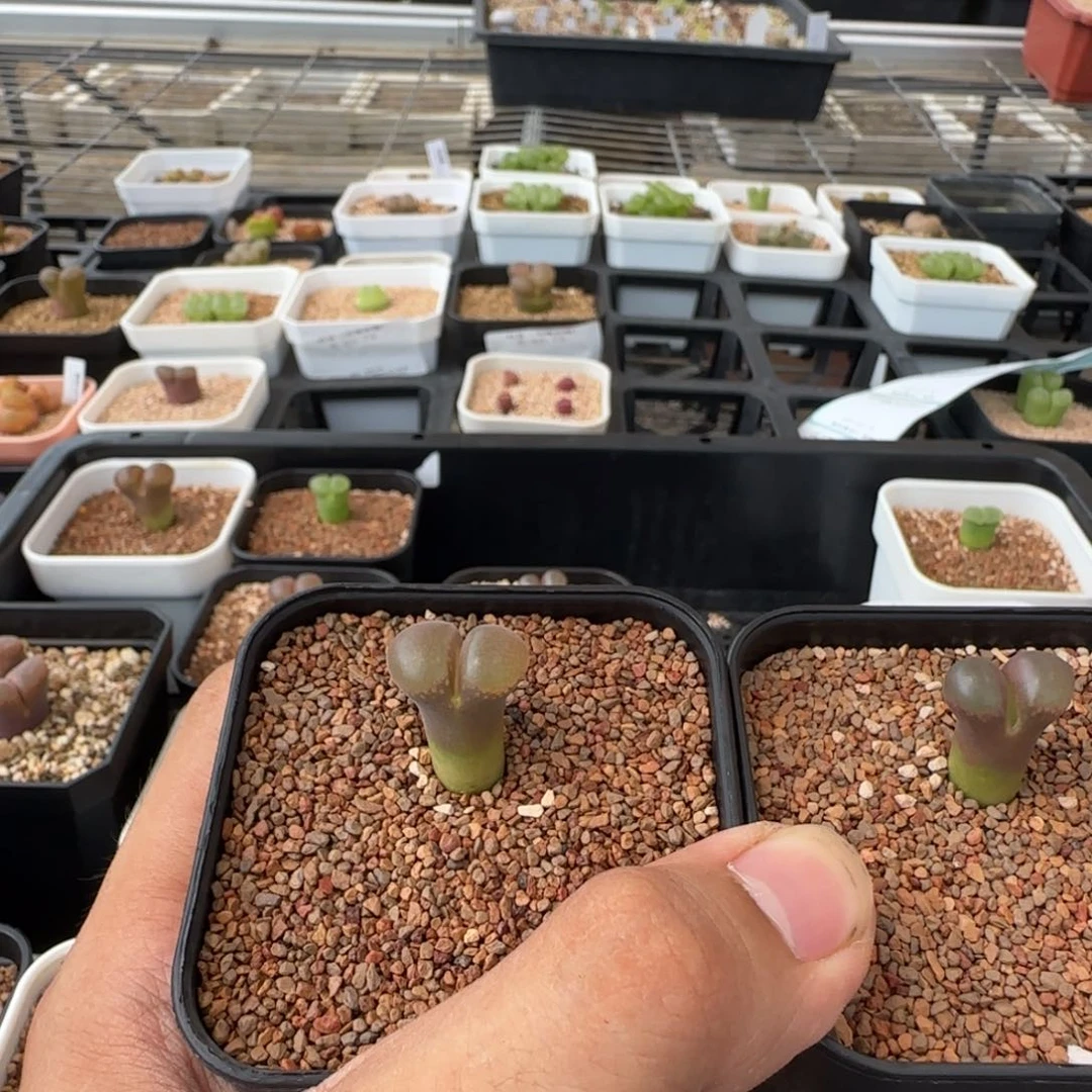 豆***花云缦多肉花园25.35小蛮腰特选蘑菇头