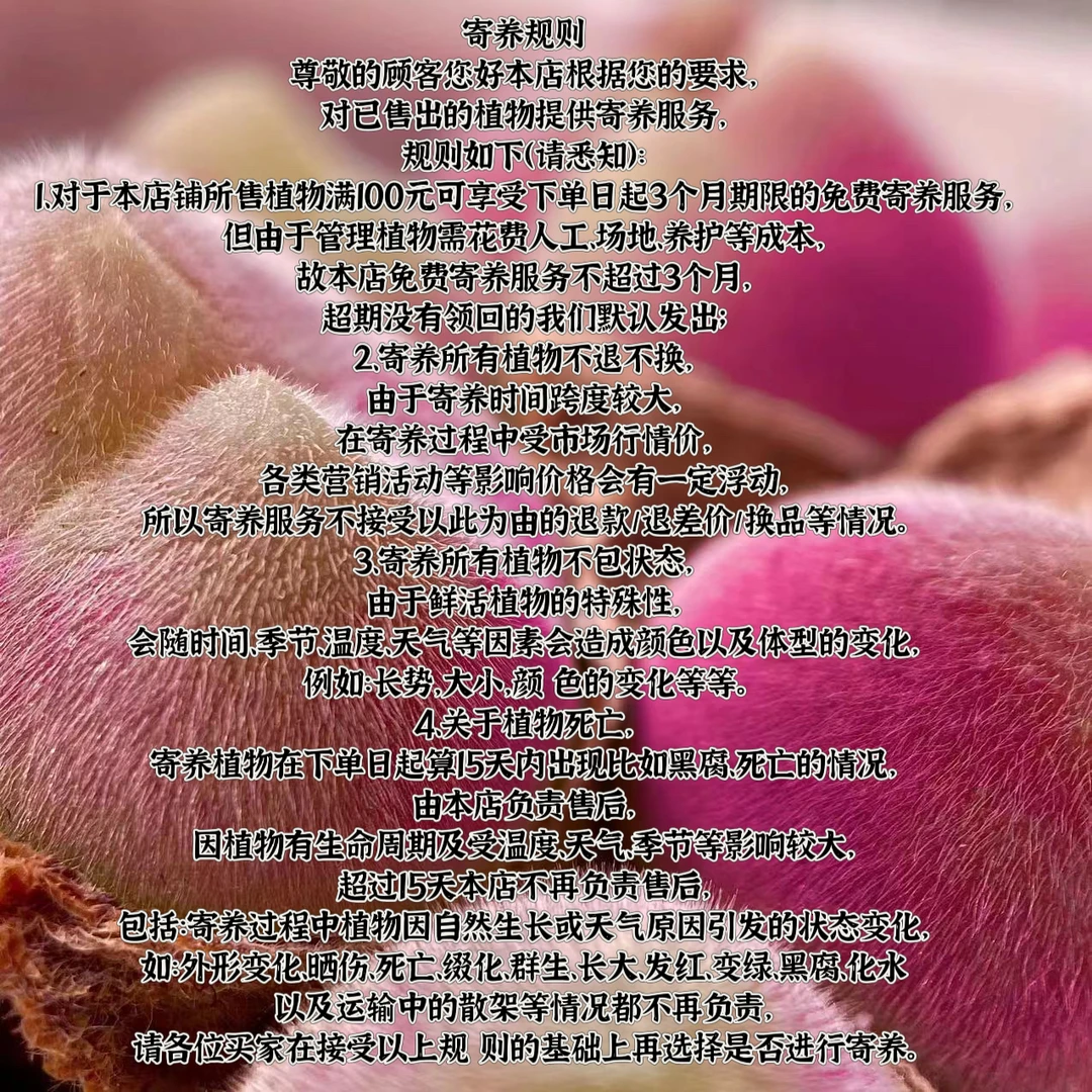 多肉植物寄养专拍！！！请阅读之后再拍！！！