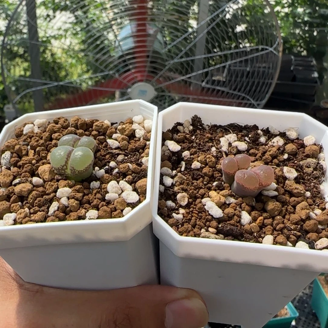 管***柿云缦多肉花园精品17.33