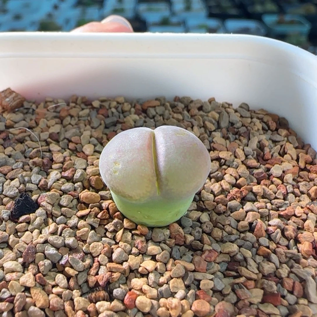 云缦多肉花园精品2.71粉红女郎lAV28126 有干疤