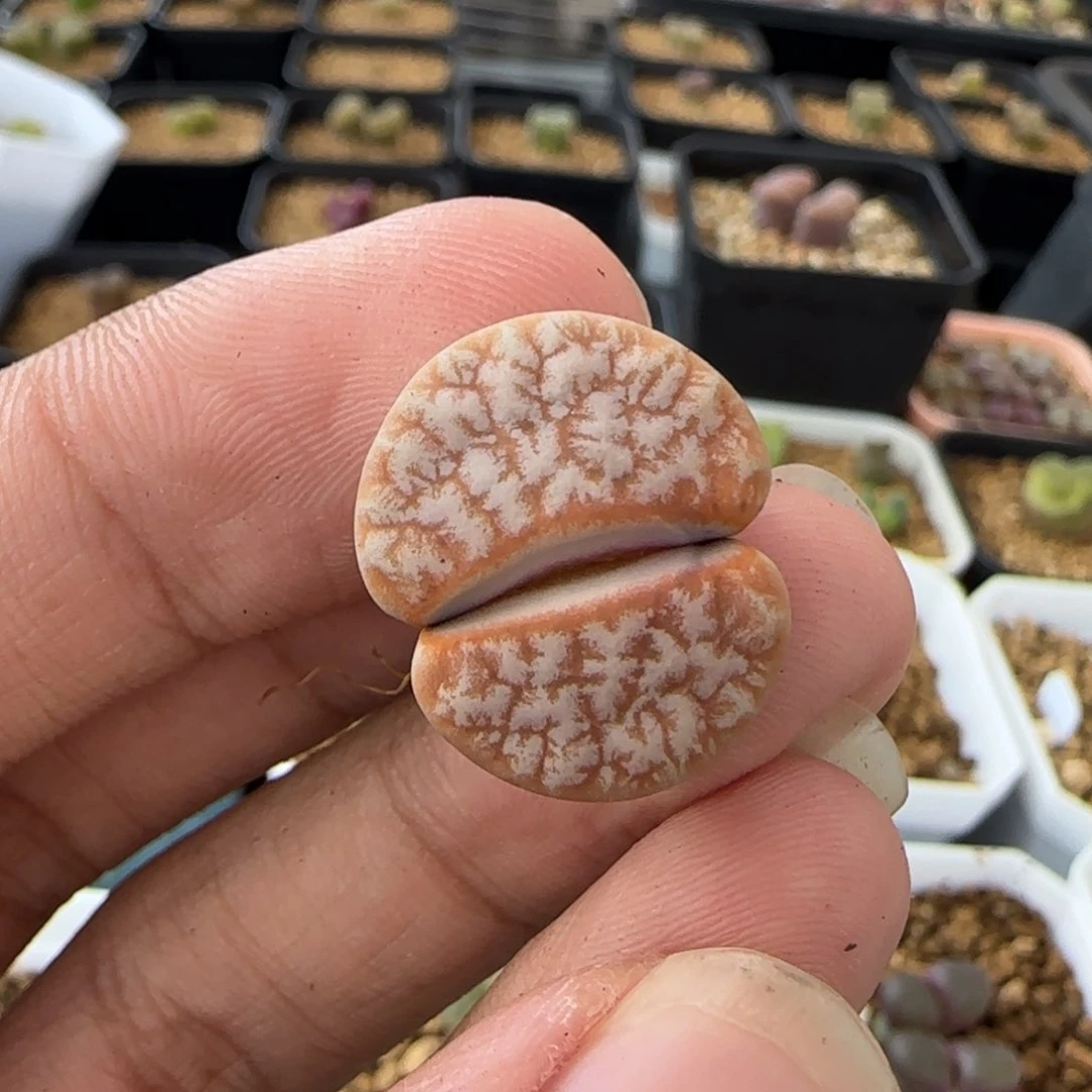 云缦多肉花园精品19.28