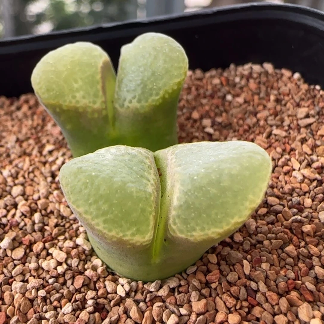云缦多肉花园精品19.18紫体绿泡泡