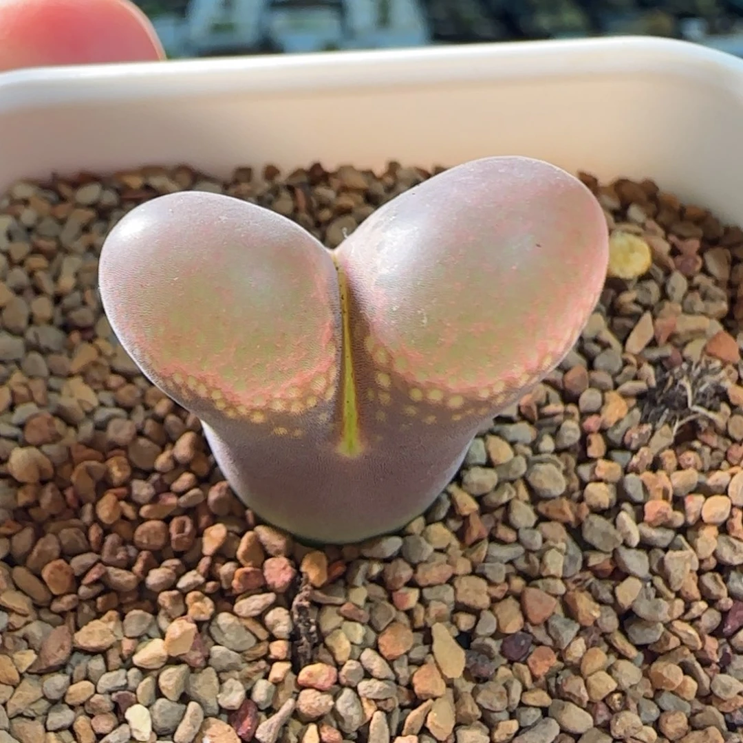 云缦多肉花园精品2.112粉紫网格 腰子窗
