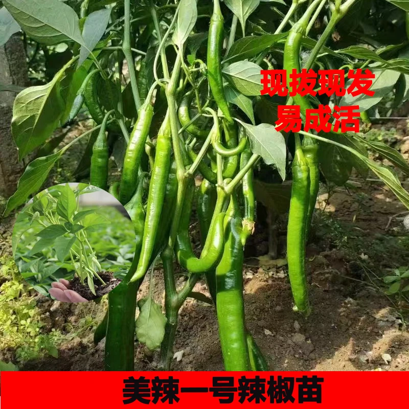 爆品美辣一号辣椒苗