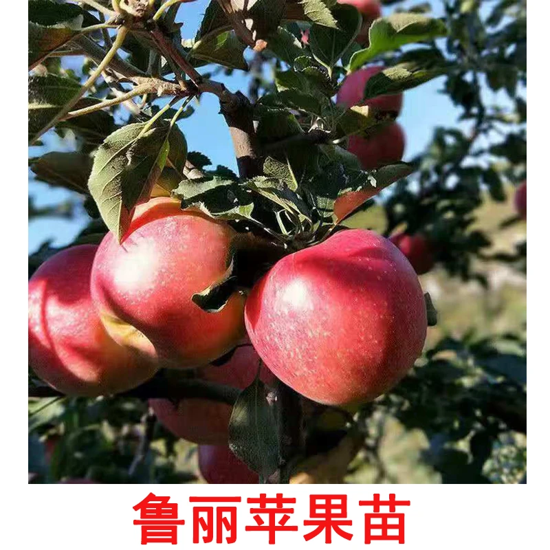苹果苗烟富3号鲁丽苹果苗四季盆栽果树南北方种植