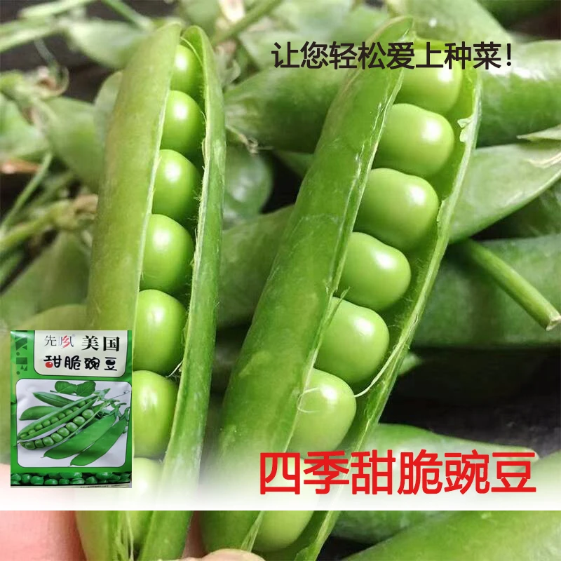 大包装豌豆种子甜脆豌豆种子农家四季种植豌豆仁甜豆蔬菜籽豆荚