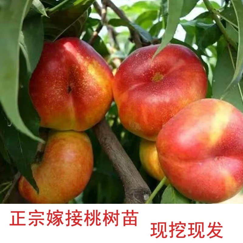 嫁接桃树苗新品种桃树大全南北方种植耐寒早熟果树苗