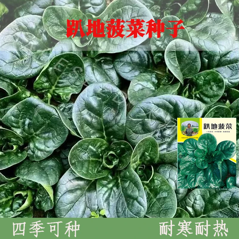 半斤装趴地菠菜种子 四季抗病耐热寒春秋农家菜园蔬菜