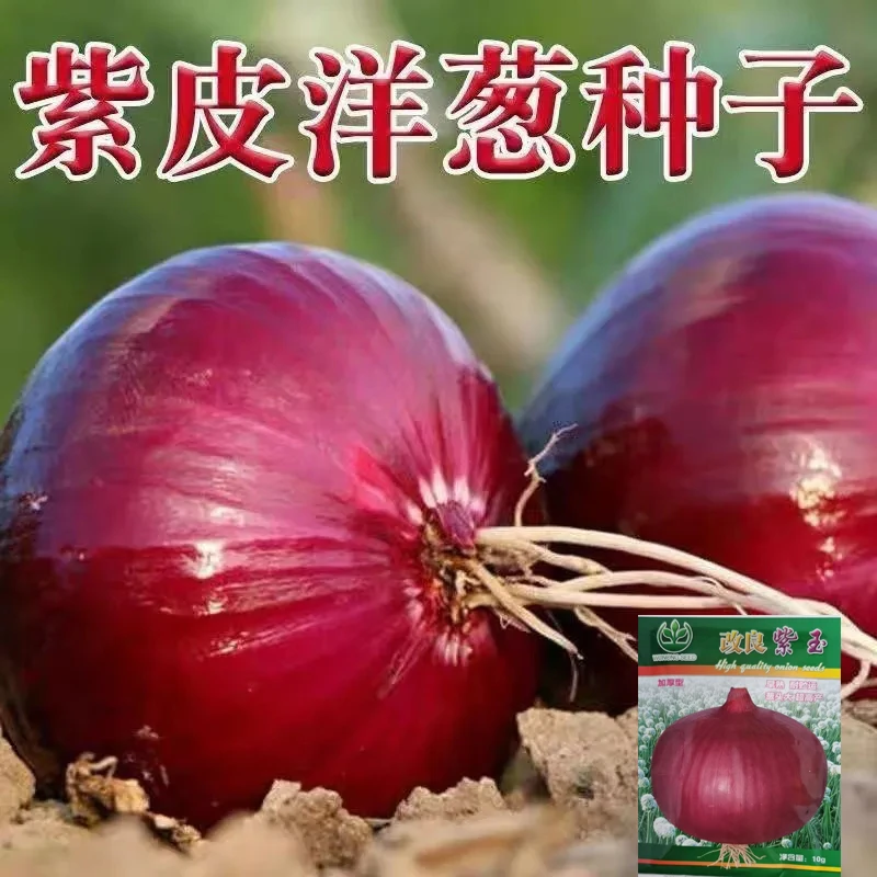 【杨姐推荐】紫皮洋葱种子盆栽地栽耐寒紫红高产葱头紫红洋葱种子