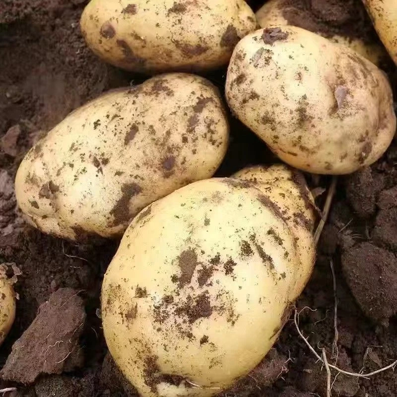 土豆种球马铃薯种子易种盆栽