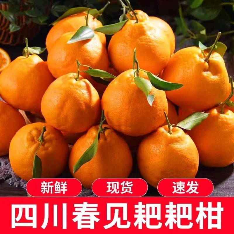 四川春见耙耙柑现摘丑桔粑粑柑优质新鲜水果品质甄选直供包邮发货