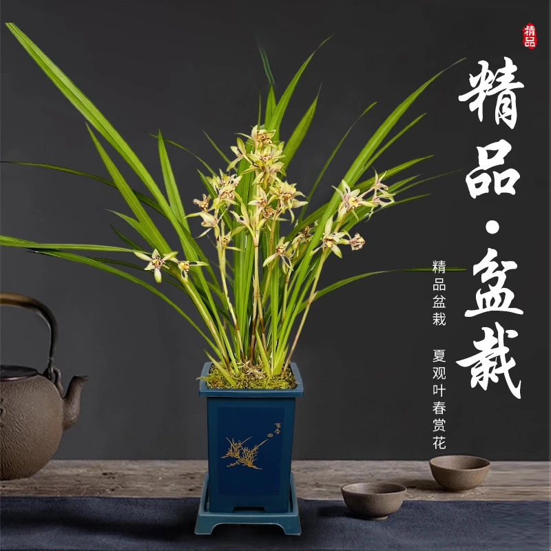 高山春色建兰花苗带花苞种好发货兰草花卉植物盆栽室内客厅办公桌