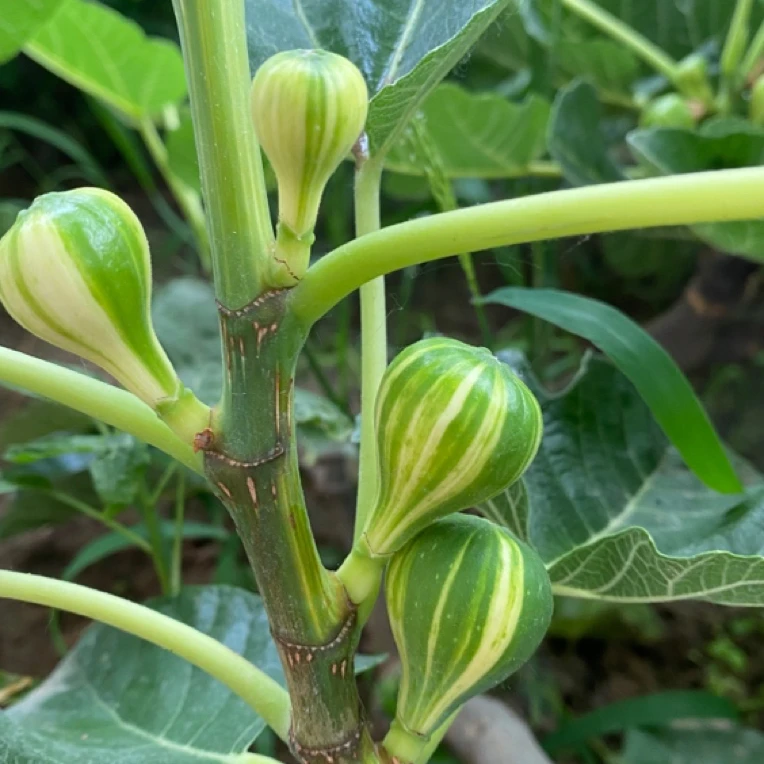 bnr彩虹无花果一物一拍