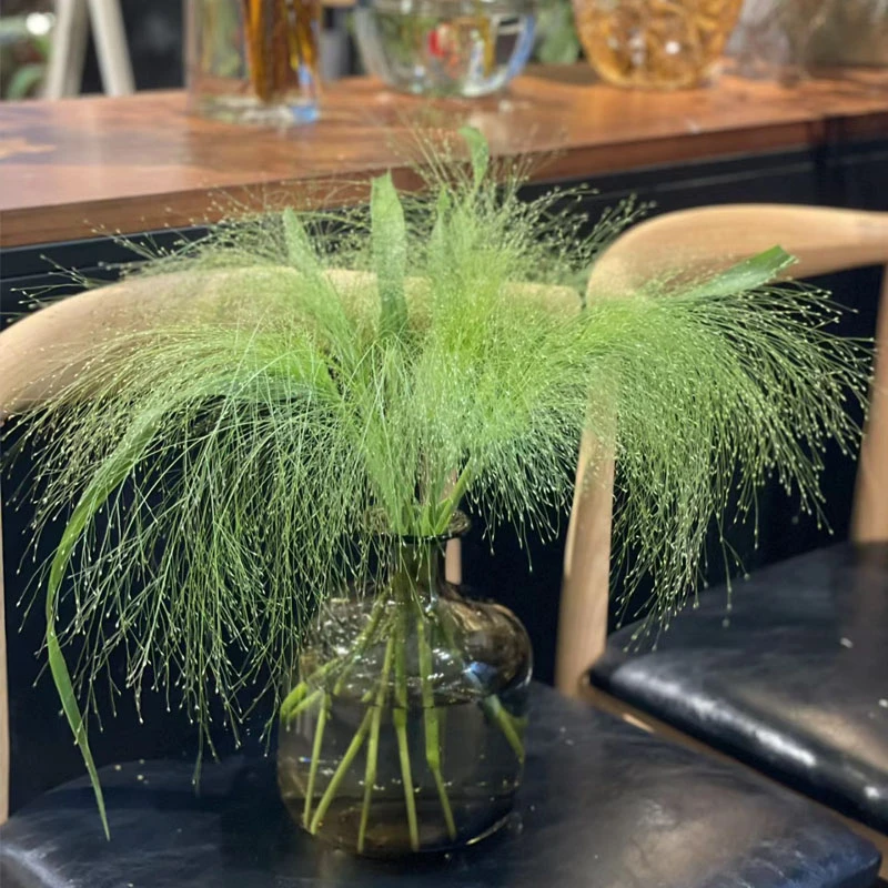 喷泉草配草云南基地鲜花冷链发货所有鲜花运费只需8＋购物车