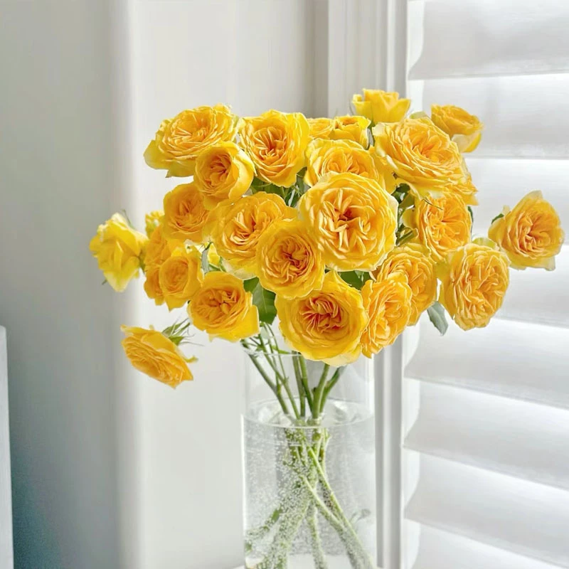 梦幻芭比多头玫瑰全场鲜花加入购物车2件包邮鲜花20%不售后