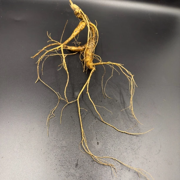 长白山林下野山参（泡酒 煲汤 滋补）《直播间改价链接》