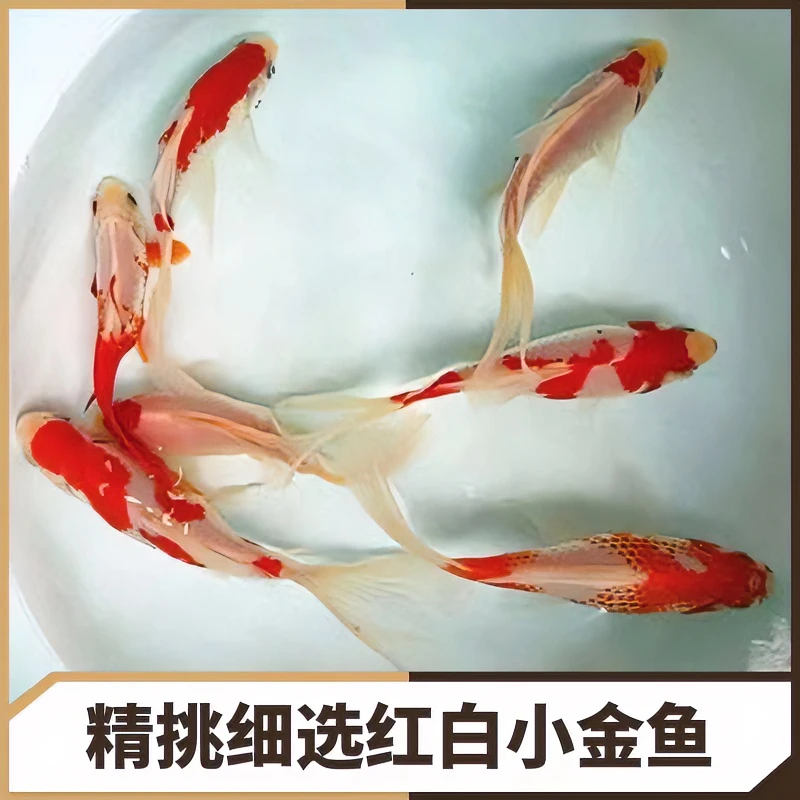 红花白 草金鱼 红白段 单顶 红白金鱼 草金鱼 分段 戒子 十二红