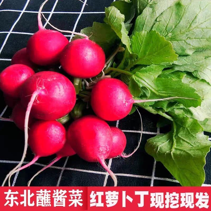 东北蘸酱菜迷你小萝卜丁红丁新鲜红萝卜头现挖蔬菜水果樱桃萝卜丁