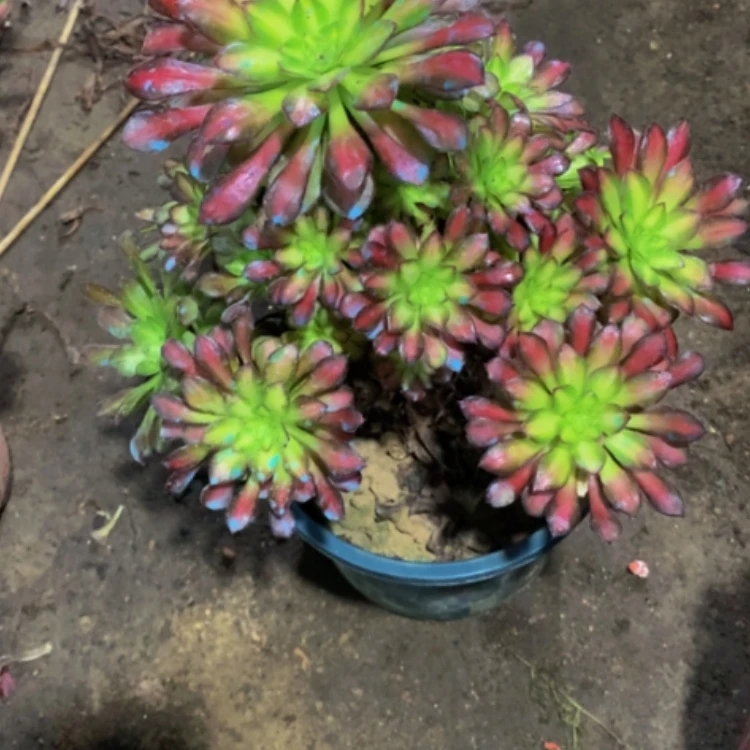 【闪购商品】紫砂茶碗?****?D493