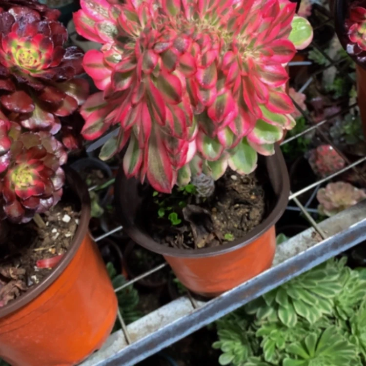 【闪购商品】紫砂茶碗D510