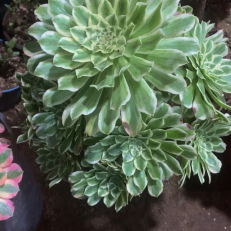 【闪购商品】紫砂茶碗D734