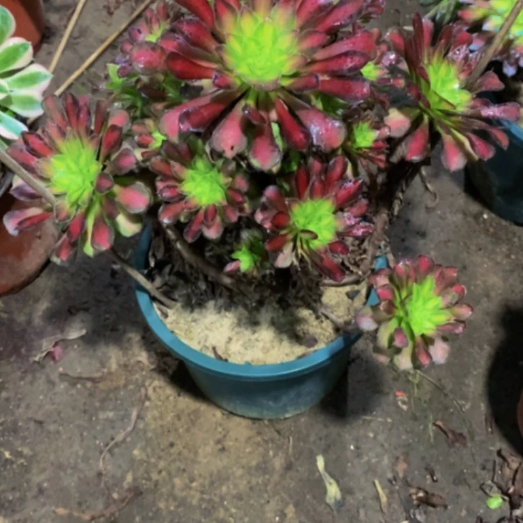 【闪购商品】紫砂茶碗胡**枝D495