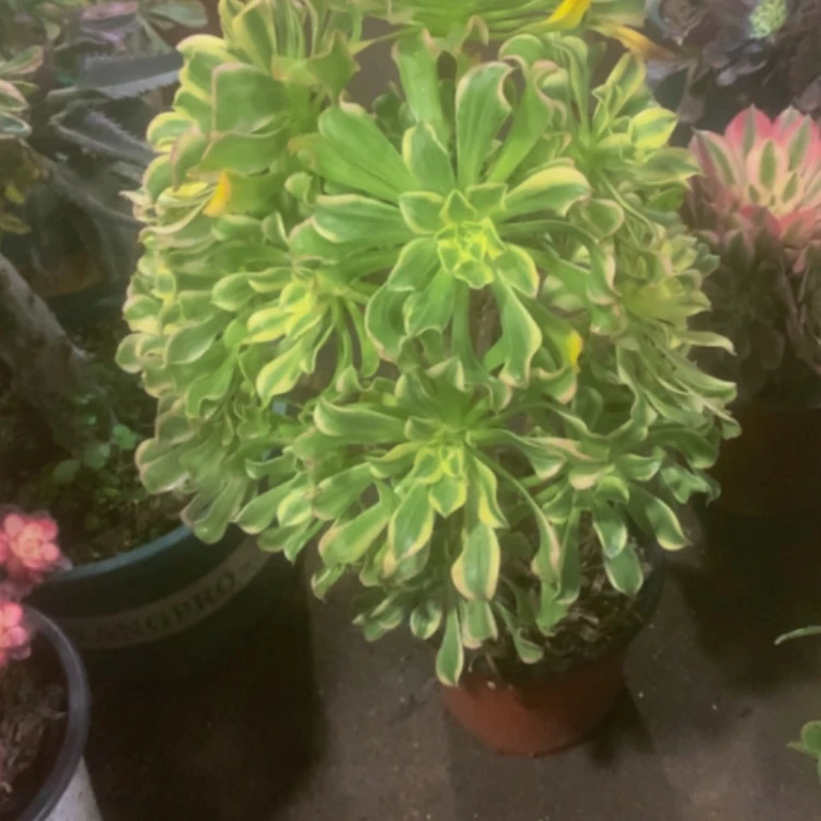 【闪购商品】紫砂茶碗小***9D776