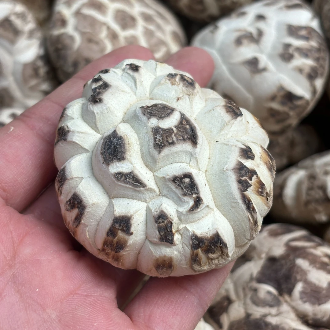 【随州大花菇】天白菇 香味浓郁厚肉 4-6厘米香菇 500g/250g
