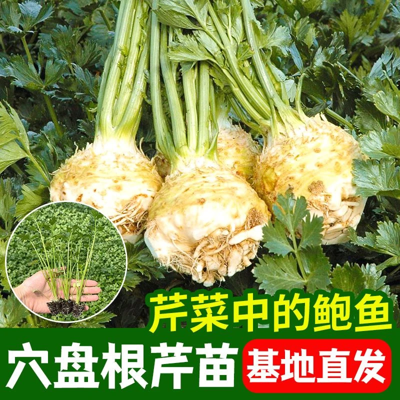 寿光耐寒根芹苗秧四季洋芹种子口感鲜美青菜籽阳台盆栽高产抗病苗