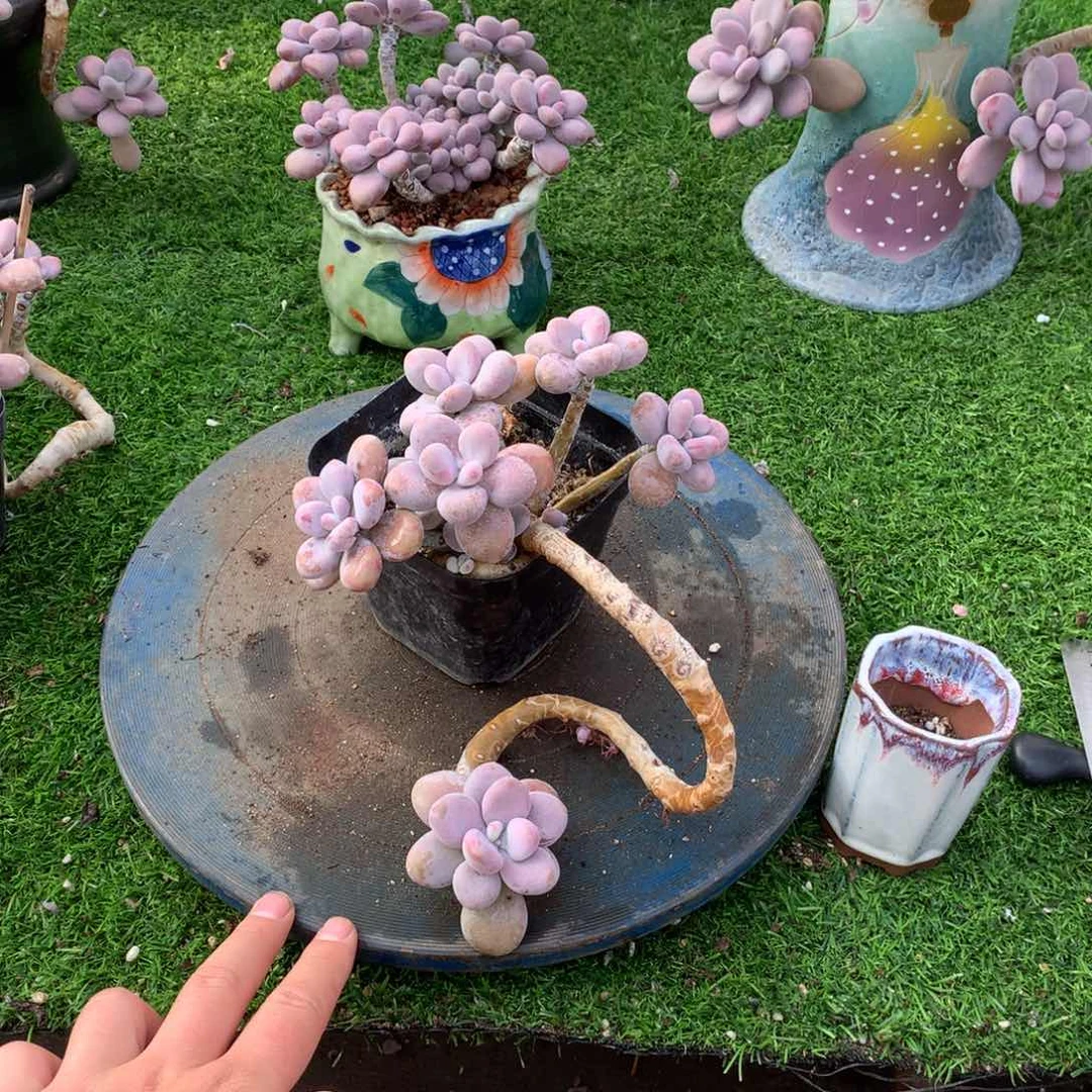 桃蛋老桩一物一拍有砍27号