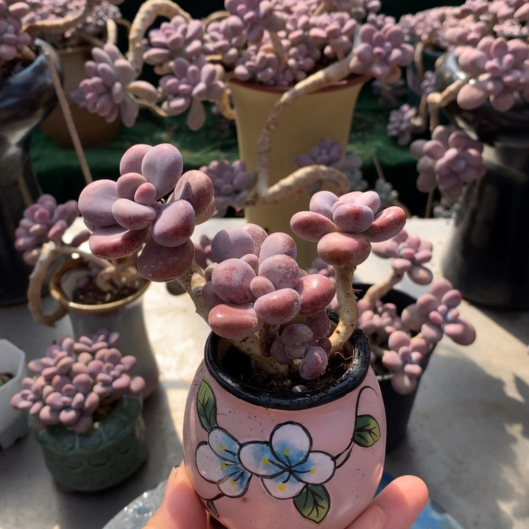 桃蛋老桩一物一拍带盆