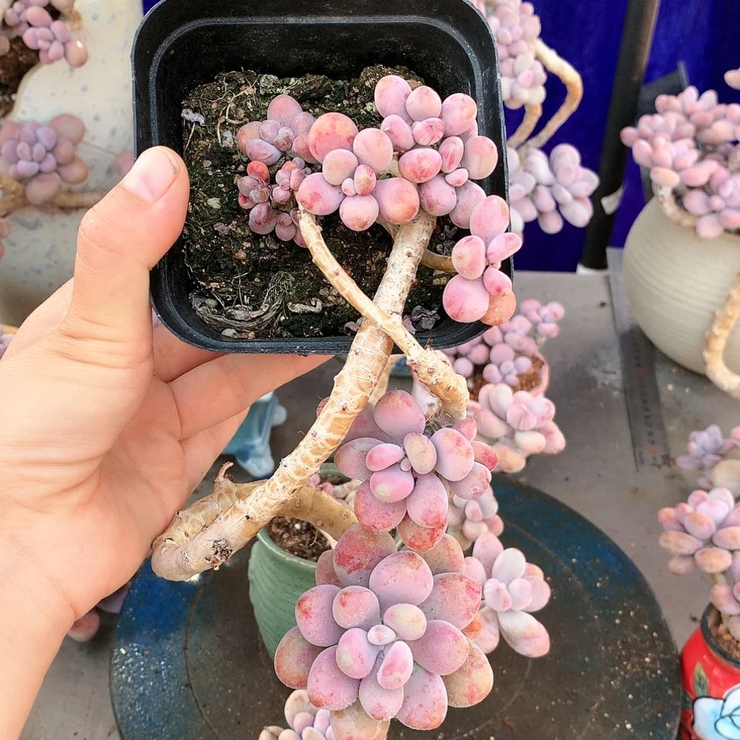 桃蛋老桩一物一拍13号