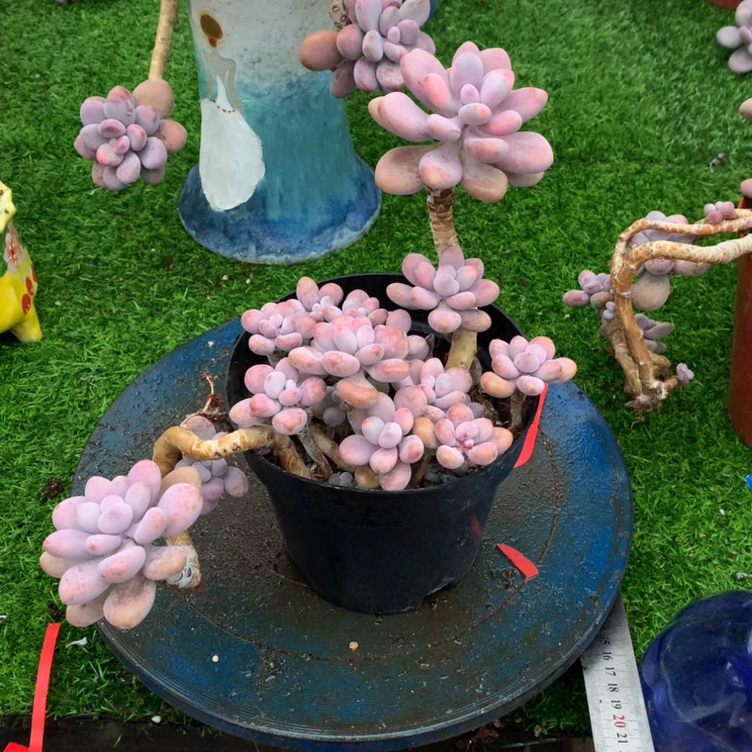 桃蛋老桩一物一拍28号