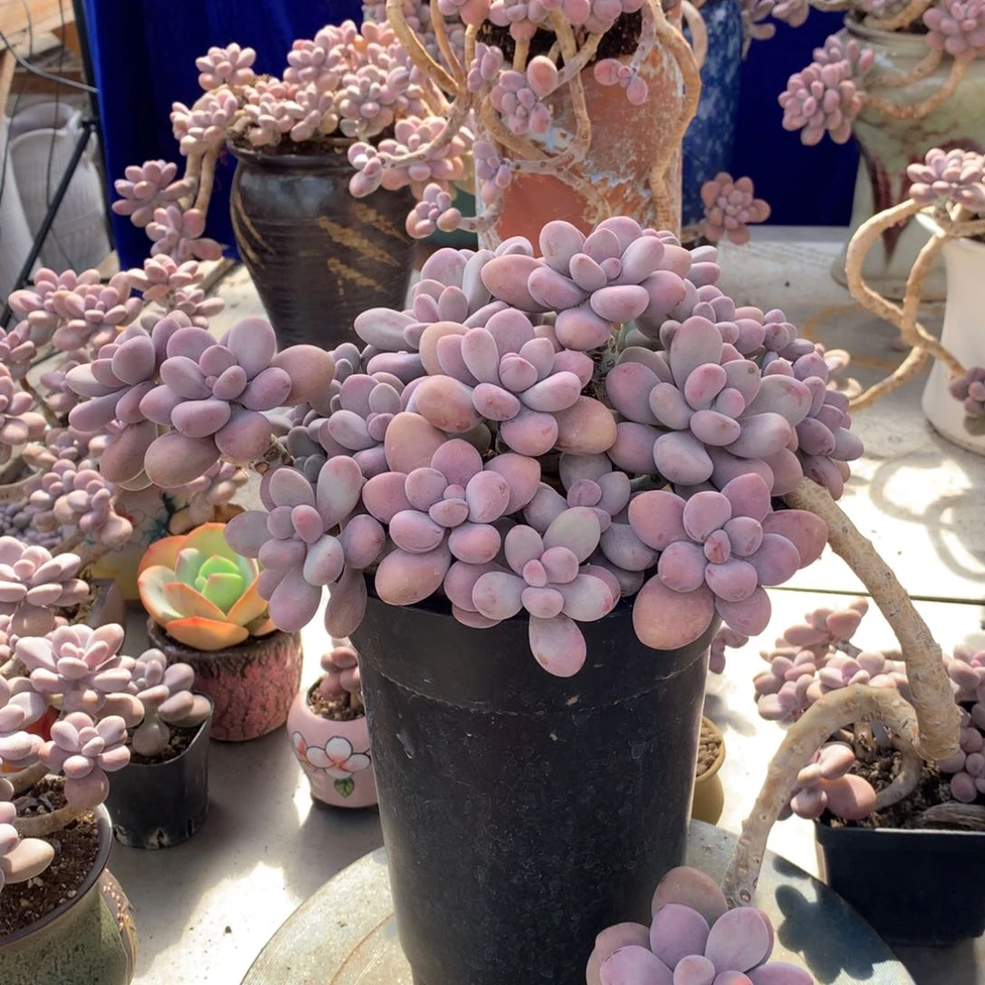 宝*桃蛋老桩一物一拍不带盆