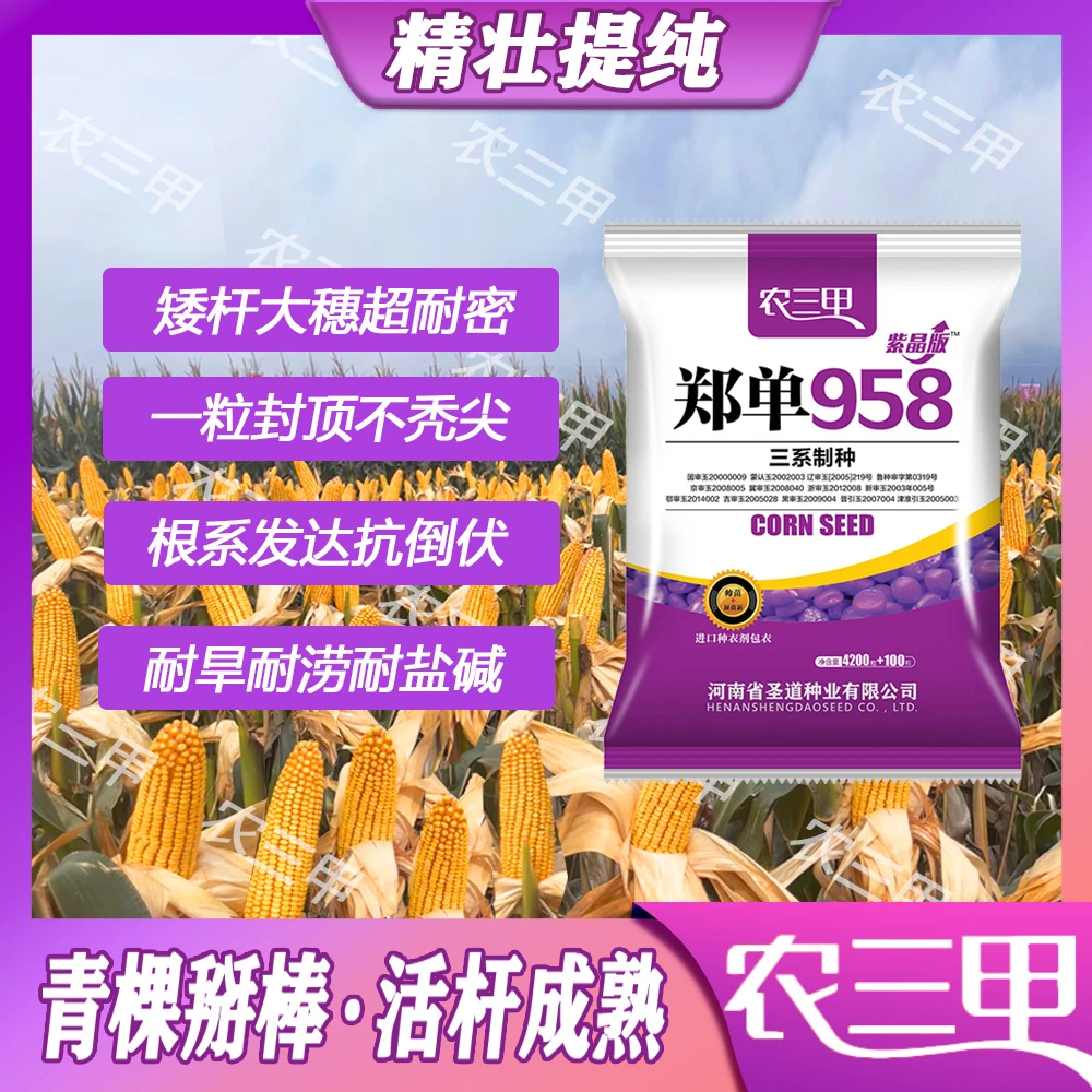 郑单958（大华）抗旱矮杆大棒高产玉米种子抗病抗倒伏