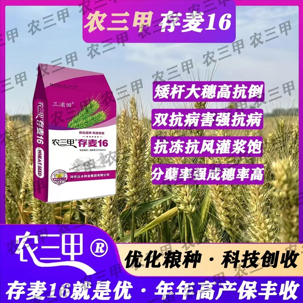 国审麦种存麦16（13斤小包装）矮杆大穗双抗基因高产耐旱