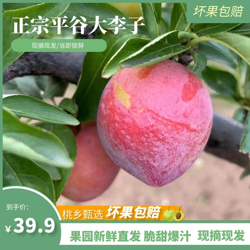 平谷大李子/脆甜/个头饱满/酸甜可口/现摘现发/坏果包赔/3斤装