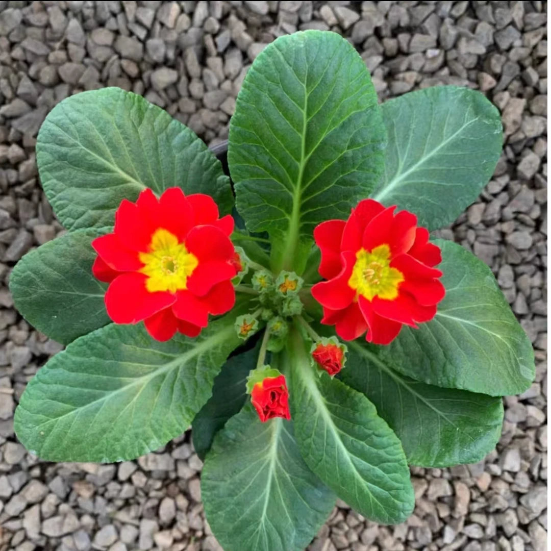 最新上市报春花重瓣花草冬天开花耐寒