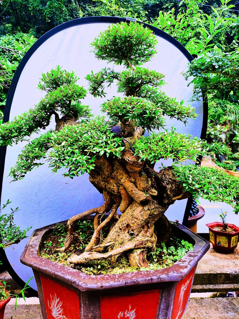 水杨梅，适合各种地方养植